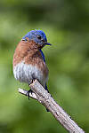 Click to see Y_DSC4937-MOD.JPG