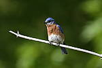 Click to see Y_DSC4977.JPG