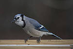 Click to see Y_JG53998-ACR_D.JPG