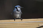 Click to see Y_JG54009-ACR_D.JPG