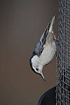 Click to see Y_JG54036-ACR_D.JPG