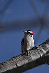Click to see Y_JG54041-ACR_D.JPG