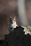 Click to see Y_JG54057-ACR_D.JPG