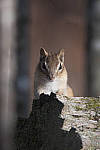 Click to see Y_JG54062-ACR_D.JPG