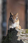 Click to see Y_JG54062-MOD.JPG
