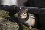 Click to see Y_JG54065-ACR_D.JPG