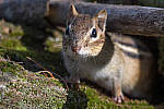 Click to see Y_JG54065-MOD.JPG