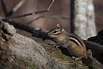 Click to see Y_JG54072-ACR_D.JPG