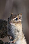 Click to see Y_JG54074-MOD.JPG
