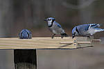 Click to see Y_JG54089-ACR_D.JPG