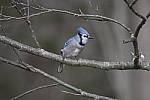 Click to see Y_JG54095-ACR_D.JPG