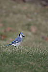 Click to see Y_JG54109-ACR_D.JPG
