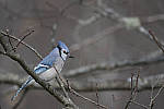 Click to see Y_JG54116-ACR_D.JPG