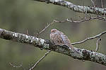 Click to see Y_JG54129-ACR_D.JPG