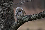 Click to see Y_JG54137-ACR_D.JPG