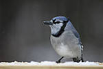 Click to see Y_JG54156-ACR_D.JPG