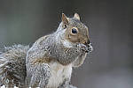 Click to see Y_JG54167-ACR_D.JPG