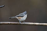 Click to see Y_JG54240-ACR_D.JPG