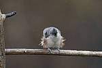 Click to see Y_JG54242-ACR_D.JPG