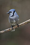 Click to see Y_JG54258-ACR_D.JPG