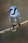 Click to see Y_JG54258-MOD.JPG