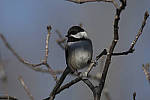 Click to see Y_JG54274-ACR_D.JPG