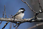 Click to see Y_JG54289-ACR_D.JPG