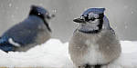 Click to see Y_JG55987-MOD.JPG