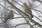 Click to see Y_JG56092-MOD.JPG