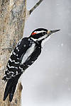 Click to see Y_JG56120-MOD.JPG