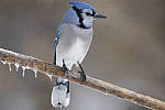 Click to see Y_JG56479-MOD.JPG
