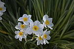 Click to see Y_Tamron10-24-JG57878.JPG