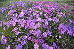 Click to see Y_Tamron10-24-JG57884.JPG