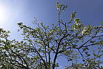 Click to see Y_Tamron10-24-JG57899.JPG