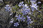 Click to see Y_Tamron10-24-JG57905-PURPLE-FRINGING.JPG
