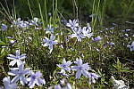 Click to see Y_Tamron10-24-JG57915.JPG