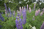 Click to see Y_Tamron10-24-JG58937.JPG