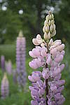 Click to see Y_Tamron10-24-JG58945-BOKEH.JPG
