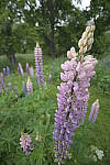 Click to see Y_Tamron10-24-JG58949-BOKEH.JPG