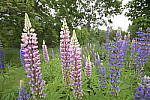 Click to see Y_Tamron10-24-JG59002.JPG