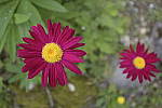 Click to see Y_Tamron10-24-JG59043.JPG