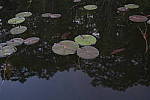 Click to see Y_Tamron10-24-JG59312.JPG