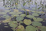 Click to see Y_Tamron10-24-JG59324.JPG