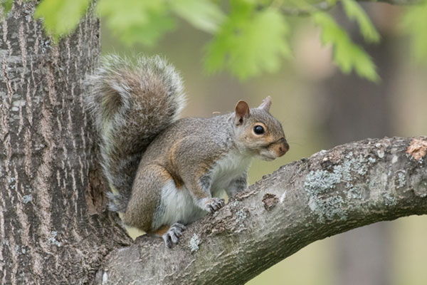 Nikon D500 Review: Field Test -- Gallery Image