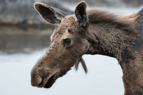 Nikon D500 Review -- Gallery Image