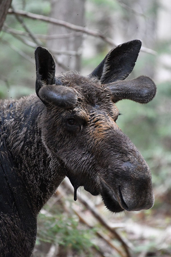 Nikon D500 Review: Field Test -- Gallery Image