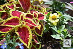 Click to see Y-DSC_1011_ADL_AUTO.JPG