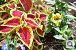 Click to see Y-DSC_1012_ADL_EXTRAHIGH.JPG