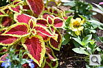 Click to see Y-DSC_1013_ADL_HIGH.JPG