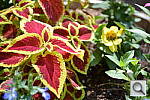 Click to see Y-DSC_1014_ADL_NORM.JPG